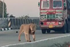 Watch: Cars Wait After Lion Briefly Stops Traffic On Gujarat Highway Watch: Cars Wait After Lion Briefly Stops Traffic On Gujarat Highway
