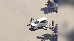 Video: Bees Swarm Haryana Secretariat, 2 Paramilitary Force Personnel Injured