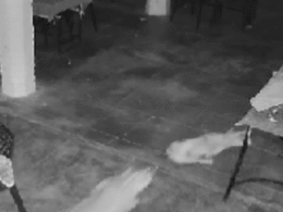 VIDEO: होटल में घुसा तेंदुआ, कुत्ते को बनाया अपना शिकार; CCTV कैमरे में कैद हुई घटना VIDEO: होटल में घुसा तेंदुआ, कुत्ते को बनाया अपना शिकार; CCTV कैमरे में कैद हुई घटना