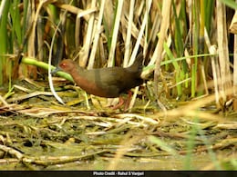 Ruddy Crake Bird : शहरीकरणामुळे अधिवास टिकवण्यासाठी संघर्ष; लाजऱ्या 'फटाकडी'च्या विश्वाची थक्क करणारी सफर  Ruddy Crake Bird : शहरीकरणामुळे अधिवास टिकवण्यासाठी संघर्ष; लाजऱ्या 'फटाकडी'च्या विश्वाची थक्क करणारी सफर