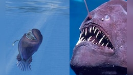 Anglerfish : समुद्रात 2 हजार मीटर खाली सापडला दुर्मिळ मासा, खासियत ऐकून व्हाल चकीत