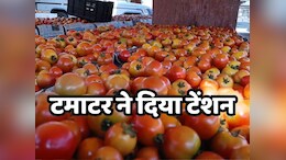 छत्तीसगढ़ में किसान करें तो क्या करें? अब 1 रु. में बिक रहा है 100 रुपये किलो वाला टमाटर , वजह क्या?
