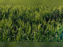 Dindori News: बंजर जमीन पर भी लहलहाने लगी फसल, पलायन को मजबूर किसान हुए खुश; काम आई सरकार की ये योजना