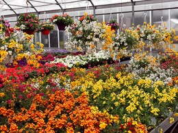 नोएडा में होने वाला है 37वां वसंत उत्सव, फ्लावर लवर्स जान लीजिए तारीख, समय और शेड्यूल