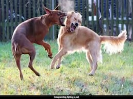 475-Year Sentence: US Man Receives Longest-Ever Prison Term For Facilitating Dog Fights 475-Year Sentence: US Man Receives Longest-Ever Prison Term For Facilitating Dog Fights