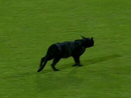 Black Cat Halts Pakistan vs New Zealand ODI In Karachi. Ex-NZ Star Gives Unmissable Reaction