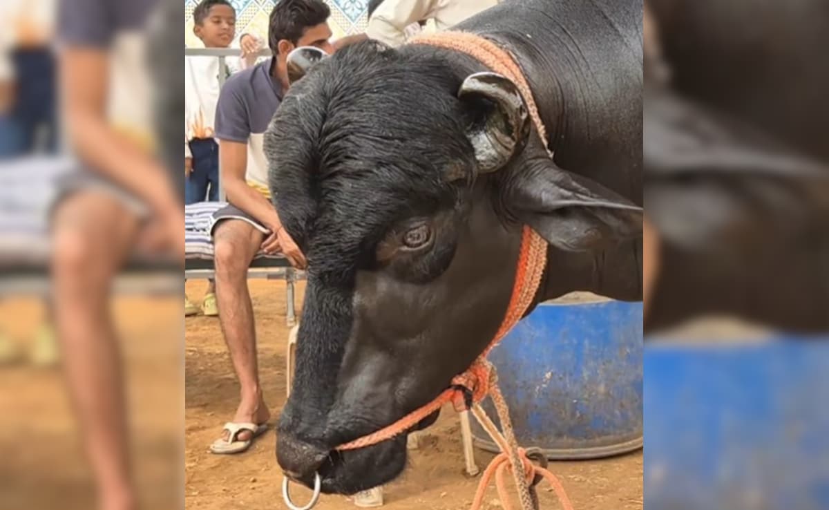 Latest and Breaking News on NDTV Latest and Breaking News on NDTV