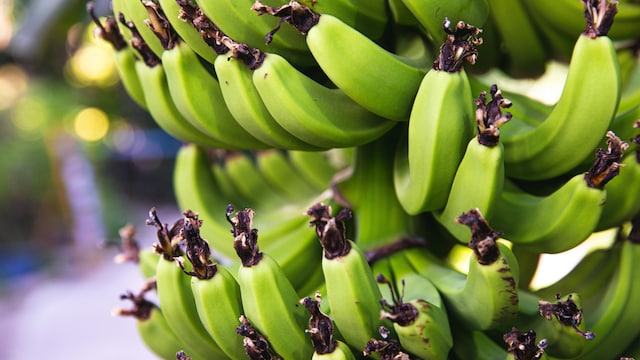 Green bananas are nutrient-dense and packed with health benefits
