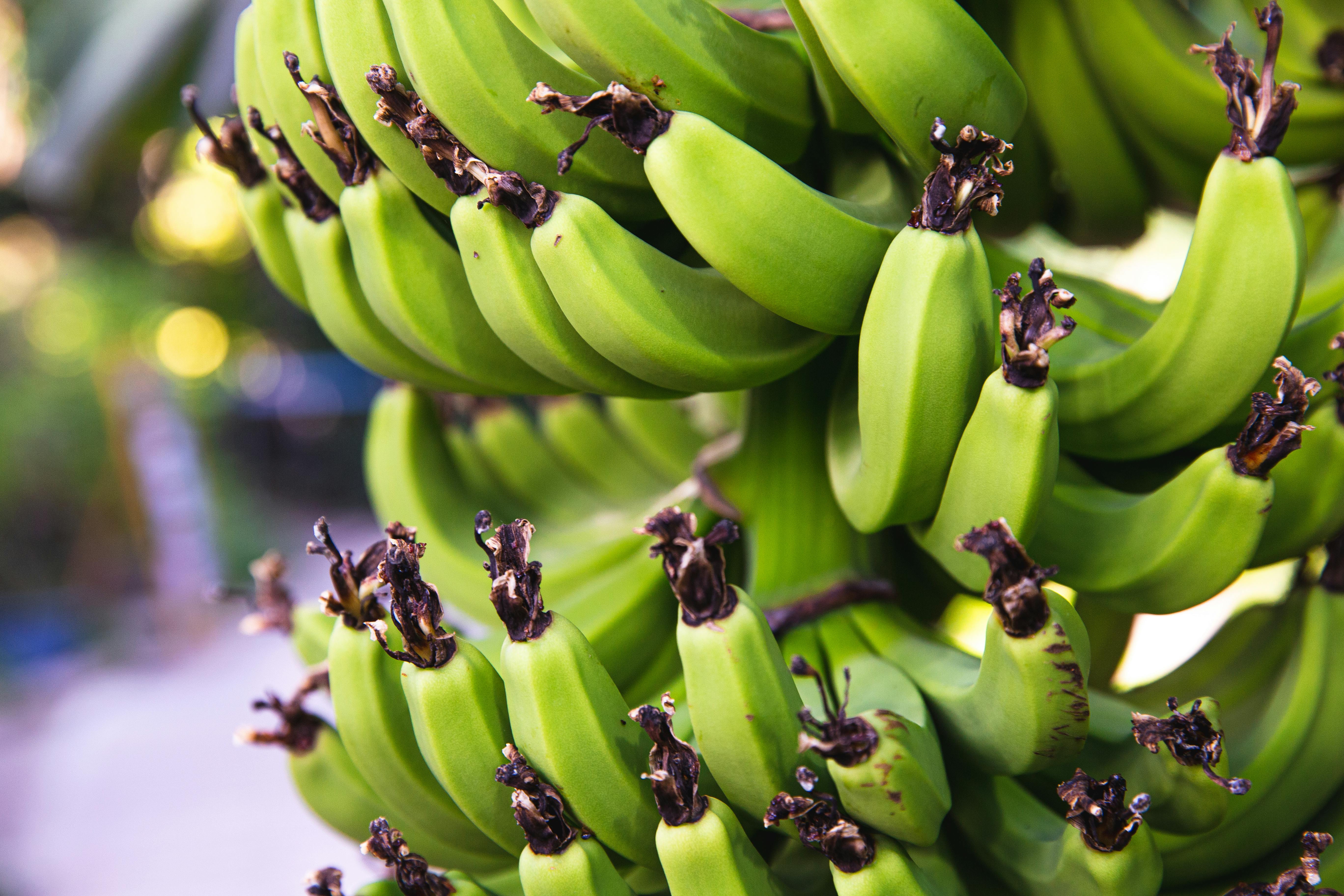 Green bananas are nutrient-dense and packed with health benefits