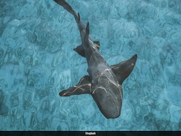 All Sharks Follow This Centuries-Old Mathematical Rule All Sharks Follow This Centuries-Old Mathematical Rule