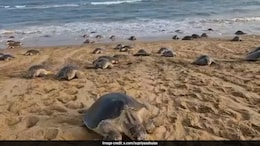 Odisha Tagged Olive Ridley Turtle Travels 1,000 Km To Andhra Coast In 51 Days