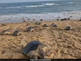 Odisha Tagged Olive Ridley Turtle Travels 1,000 Km To Andhra Coast In 51 Days Odisha Tagged Olive Ridley Turtle Travels 1,000 Km To Andhra Coast In 51 Days