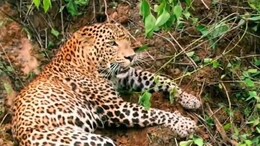 Leopard Attack: सड़क पर सोए 62 साल के बुजुर्ग पर तेंदुए ने कर दिया हमला, मौके पर हुई मौत... वन विभाग देगी सहायता राशि