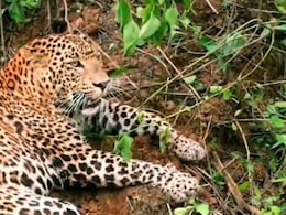 Leopard Attack: सड़क पर सोए 62 साल के बुजुर्ग पर तेंदुए ने कर दिया हमला, मौके पर हुई मौत... वन विभाग देगी सहायता राशि Leopard Attack: सड़क पर सोए 62 साल के बुजुर्ग पर तेंदुए ने कर दिया हमला, मौके पर हुई मौत... वन विभाग देगी सहायता राशि