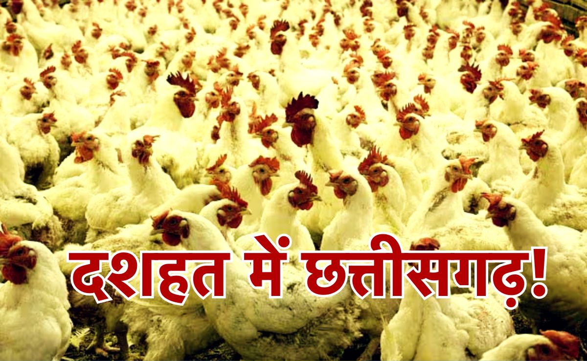 Bird Flu:'बर्ड फ्लू' से दहशत में छत्तीसगढ़, रायगढ़ में आनन-फानन में 11000 चूजों और 4356 मुर्गियों को मारकर दफनाया गया