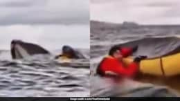 Swallowed, Spit Out By Whale, Kayaker Shares What It Felt Like Inside