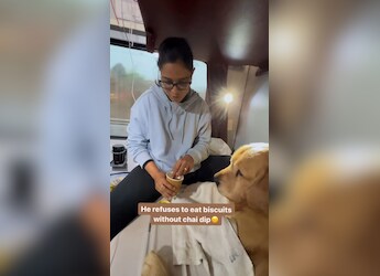 Watch: Dog Refuses To Eat Biscuits Without Dipping These In Tea First, Internet Reacts Watch: Dog Refuses To Eat Biscuits Without Dipping These In Tea First, Internet Reacts
