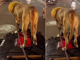 कुत्ते को कुछ इस तरह जीप पर लेकर निकला शख्स, पब्लिक ने समझ लिया शेर, गाड़ी रुकते ही लोगों ने जो किया, रह जाएंगे हैरान कुत्ते को कुछ इस तरह जीप पर लेकर निकला शख्स, पब्लिक ने समझ लिया शेर, गाड़ी रुकते ही लोगों ने जो किया, रह जाएंगे हैरान