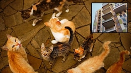 Pune Cat Home : 3BHK मध्ये एक महिला अन् 300 मांजरींचा वास्तव्य; पुणेकरांचा संताप, मनपाकडून कारवाईचे आदेश