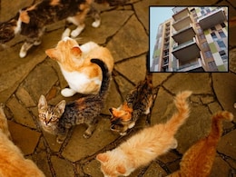 Pune Cat Home : 3BHK मध्ये एक महिला अन् 300 मांजरींचा वास्तव्य; पुणेकरांचा संताप, मनपाकडून कारवाईचे आदेश