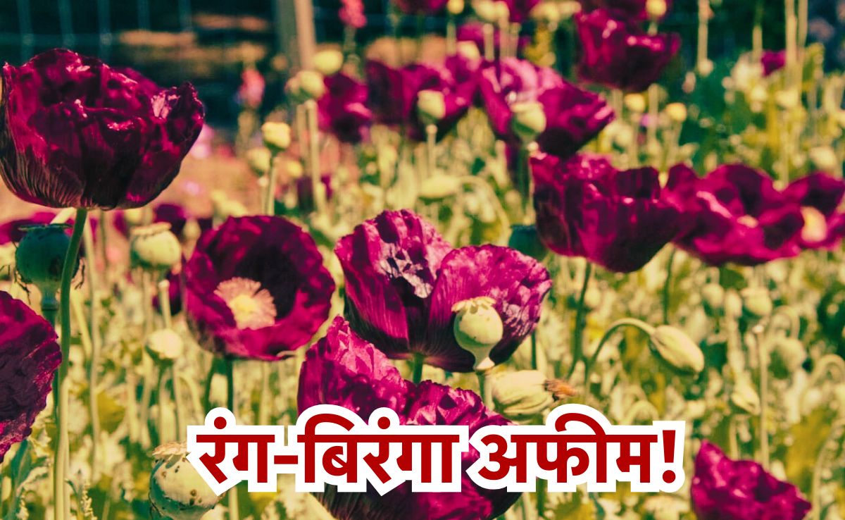 वैज्ञानिकों ने ईजाद की अफीम की नयी किस्म, एक पौधे पर खिलते हैं मल्टीपल खासियत वाले मल्टीकलर फूल