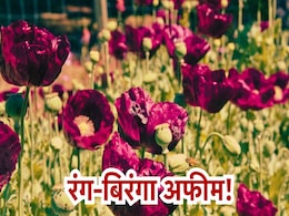 वैज्ञानिकों ने ईजाद की अफीम की नयी किस्म, एक पौधे पर खिलते हैं मल्टीपल खासियत वाले मल्टीकलर फूल वैज्ञानिकों ने ईजाद की अफीम की नयी किस्म, एक पौधे पर खिलते हैं मल्टीपल खासियत वाले मल्टीकलर फूल