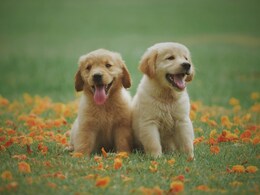 Breakthrough Drug Trial Could Extend Lifespan Of Dogs Breakthrough Drug Trial Could Extend Lifespan Of Dogs