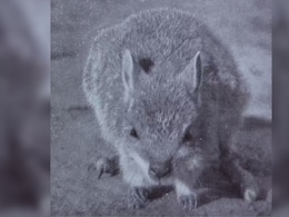 The Only Living Kangaroo That Doesn't Hop The Only Living Kangaroo That Doesn't Hop