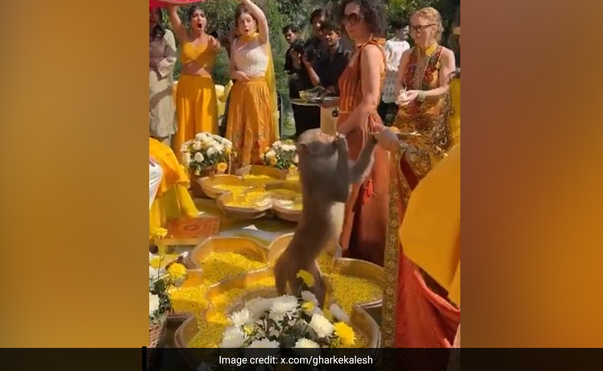 Watch: Monkey Steals Food From '<i>Haldi</i>' Ceremony, Leaves Guests In Splits