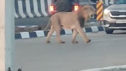 Watch: Cars, Bikes Wait After Lion Briefly Stops Traffic On Gujarat Highway