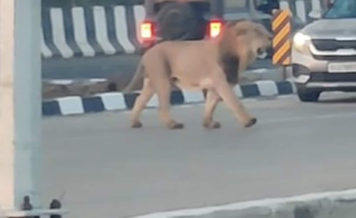 Watch: Cars, Bikes Wait After Lion Briefly Stops Traffic On Gujarat Highway Watch: Cars, Bikes Wait After Lion Briefly Stops Traffic On Gujarat Highway