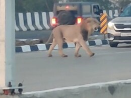 Watch: Cars, Bikes Wait After Lion Briefly Stops Traffic On Gujarat Highway Watch: Cars, Bikes Wait After Lion Briefly Stops Traffic On Gujarat Highway