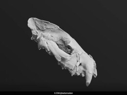 Never-Before-Seen Skull Unveils Secrets Of A Deadly Hunter From 30 Million Years Ago Never-Before-Seen Skull Unveils Secrets Of A Deadly Hunter From 30 Million Years Ago