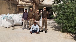 Rajasthan: बाजार में बिकने जा रही थी करोड़ों की अफीम, पुलिस ने कसा शिकंजा; करीब 80 हजार पौधे जब्त