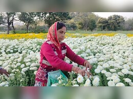 राजस्थान में परंपरागत खेती छोड़ किसान क्यों कर रहे फूलों की खेती, कम मेहनत में अधिक कमाई का जानें राज राजस्थान में परंपरागत खेती छोड़ किसान क्यों कर रहे फूलों की खेती, कम मेहनत में अधिक कमाई का जानें राज