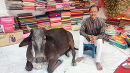 VIDEO: रोज साड़ी दुकान में घंटों बैठती है गाय, दुकानदार बोले- गृह क्लेश खत्म हुआ, बेटी को मिली नौकरी!