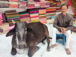 VIDEO: रोज साड़ी दुकान में घंटों बैठती है गाय, दुकानदार बोले- गृह क्लेश खत्म हुआ, बेटी को मिली नौकरी!