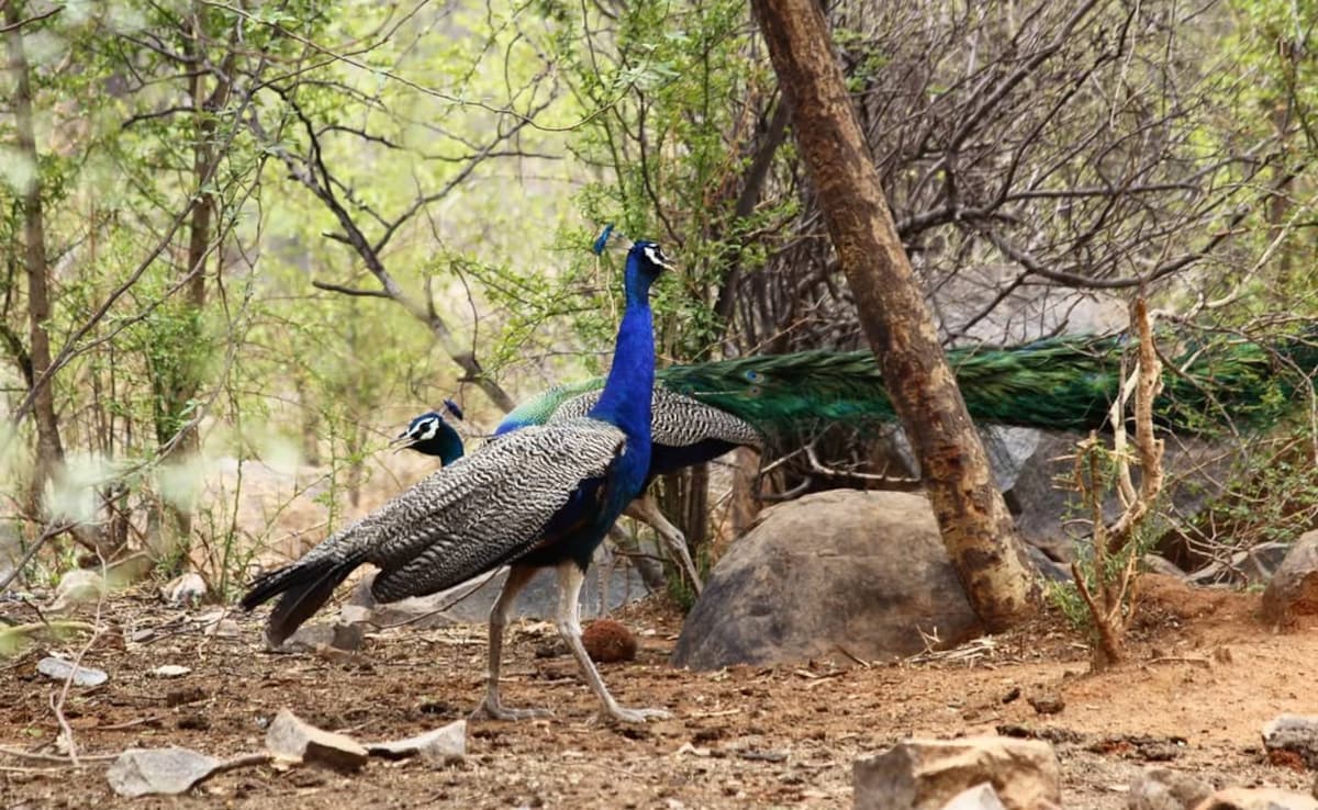 Photo: Instagram/asola_bhatti_wildlifesanctuary Photo: Instagram/asola_bhatti_wildlifesanctuary