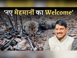 New Cheetah Birth: नन्हें चीतों की किलकारी से फिर गूंज उठा कूनो, एमपी के 'जंगल बुक' में जुड़े दो और शावक New Cheetah Birth: नन्हें चीतों की किलकारी से फिर गूंज उठा कूनो, एमपी के 'जंगल बुक' में जुड़े दो और शावक