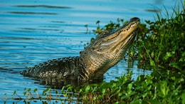 How Cambodia Is Saving Siamese Crocodile From Extinction