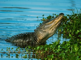 How Cambodia Is Saving Siamese Crocodile From Extinction How Cambodia Is Saving Siamese Crocodile From Extinction