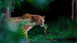 Mumbai's Sanjay Gandhi National Park To Launch Leopard Safari: Here's What You Need To Know