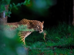 Mumbai's Sanjay Gandhi National Park To Launch Leopard Safari: Here's What You Need To Know Mumbai's Sanjay Gandhi National Park To Launch Leopard Safari: Here's What You Need To Know