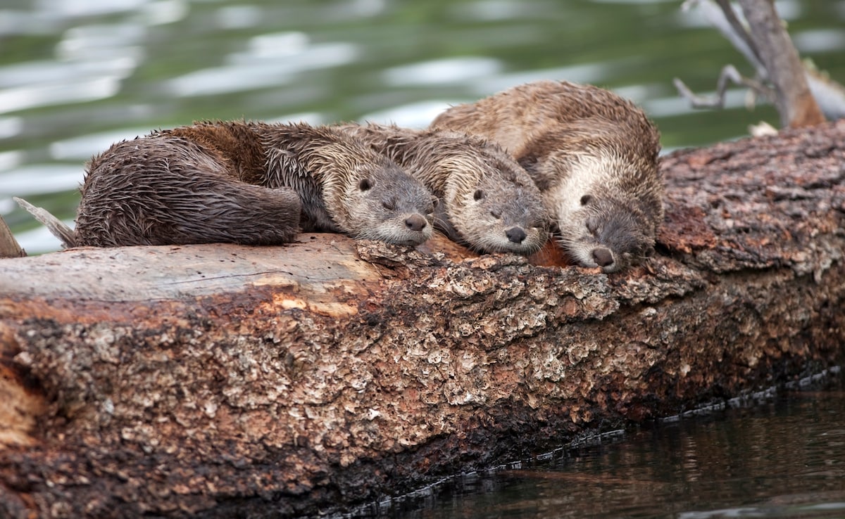 Yellowstone National Park. Photo: iStock