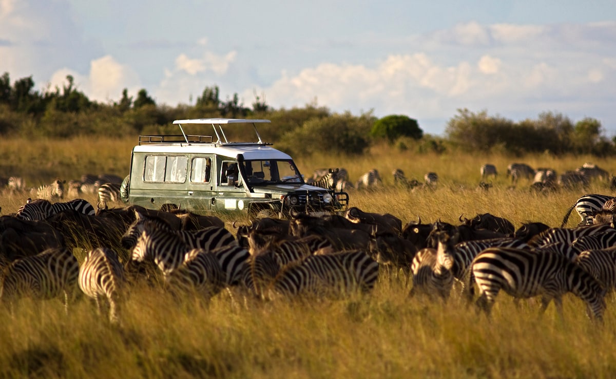 Има дивата природа а след това е Масай Мара седалка от