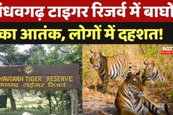 बांधवगढ़ टाइगर रिजर्व में बाघों  का आतंक, लोगों में दहशत! बांधवगढ़ टाइगर रिजर्व में बाघों  का आतंक, लोगों में दहशत!