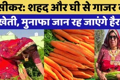 सीकर: शहद और घी से गाजर की खेती, मुनाफा जानकर रह जाएंगे हैरान! सीकर: शहद और घी से गाजर की खेती, मुनाफा जानकर रह जाएंगे हैरान!