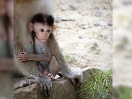 Sehore : जब करंट लगने से तड़पता रहा बंदर का बच्चा, रेल कर्मचारियों ने मौत के मुंह से निकाला