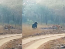 खूंखार बाघ ने ले लिया भालुओं के 'सरदार' से पंगा, अगले ही पल दुम दबाकर भाग खड़ा हुआ शिकारी खूंखार बाघ ने ले लिया भालुओं के 'सरदार' से पंगा, अगले ही पल दुम दबाकर भाग खड़ा हुआ शिकारी
