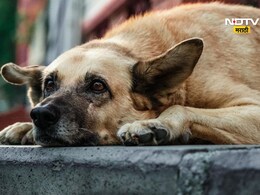 Jalgaon Crime: क्रूरतेचा कळस! विकृताने कुत्र्याला गाडीला बांधले, निर्दयीपणे फरफटत नेले Jalgaon Crime: क्रूरतेचा कळस! विकृताने कुत्र्याला गाडीला बांधले, निर्दयीपणे फरफटत नेले